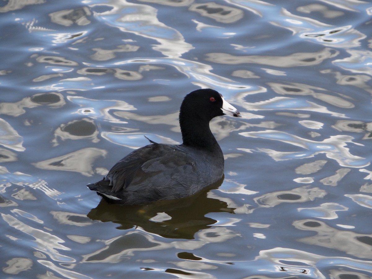 American Coot (Red-shielded) - Mike Mencotti