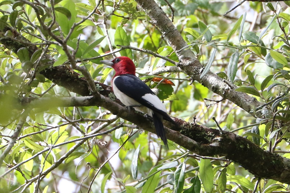 Red-headed Woodpecker - Trina Anderson
