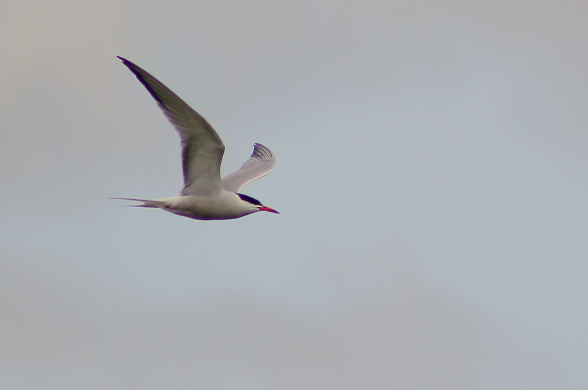 Common Tern - Theo Stowell