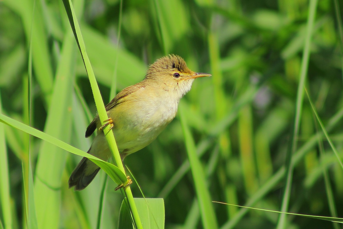 Common Reed Warbler - ML63374951
