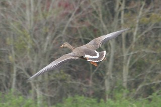 Greater White-fronted Goose, ML63375511
