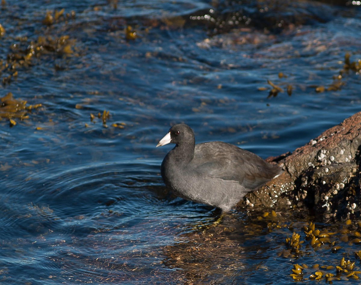 American Coot - Phil Green
