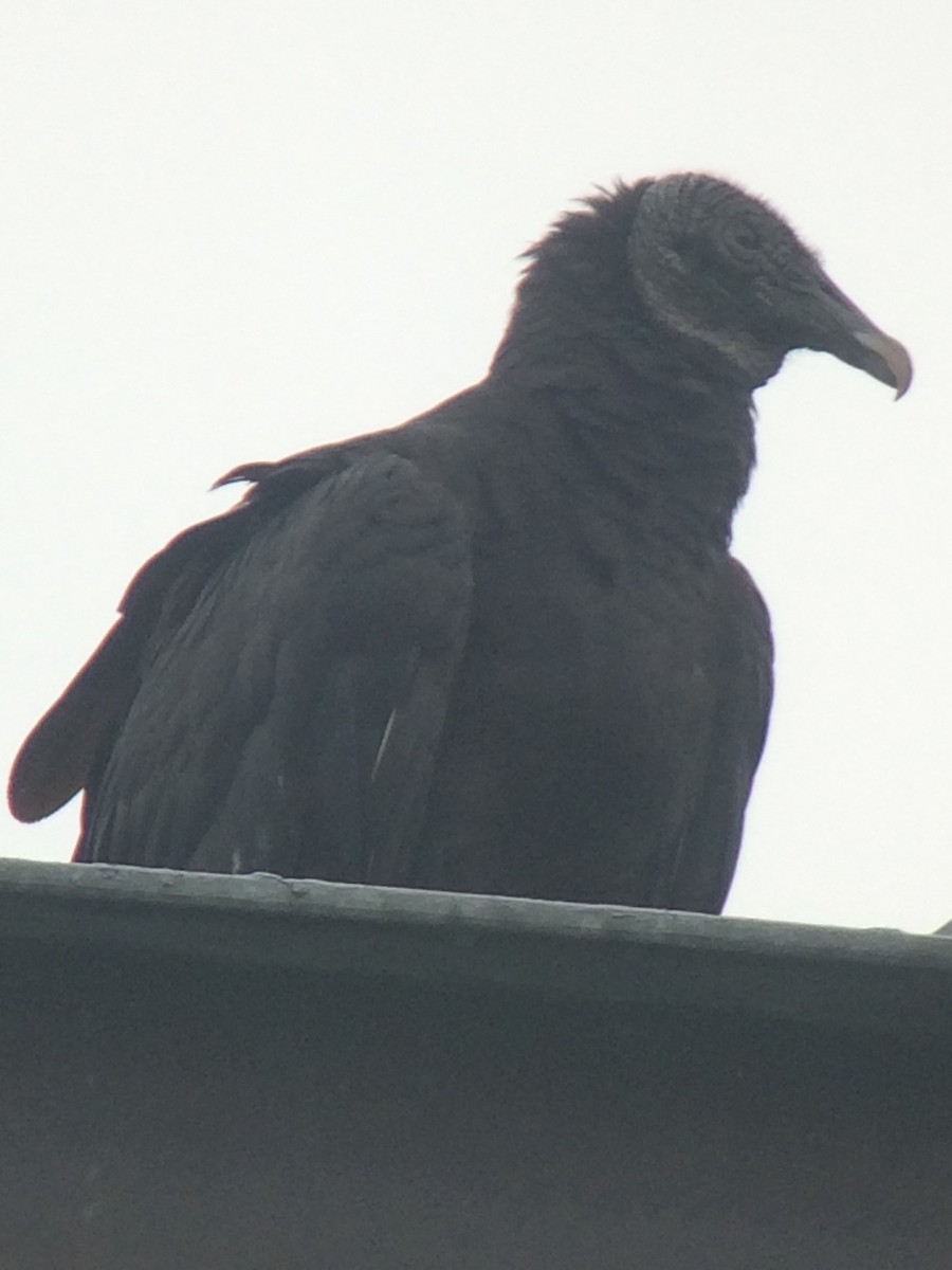 Black Vulture - Tina Green
