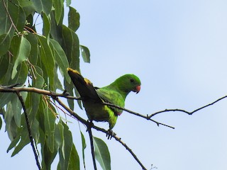  - Olive-shouldered Parrot