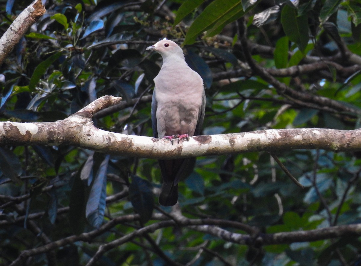 Pink-headed Imperial-Pigeon - ML63376881