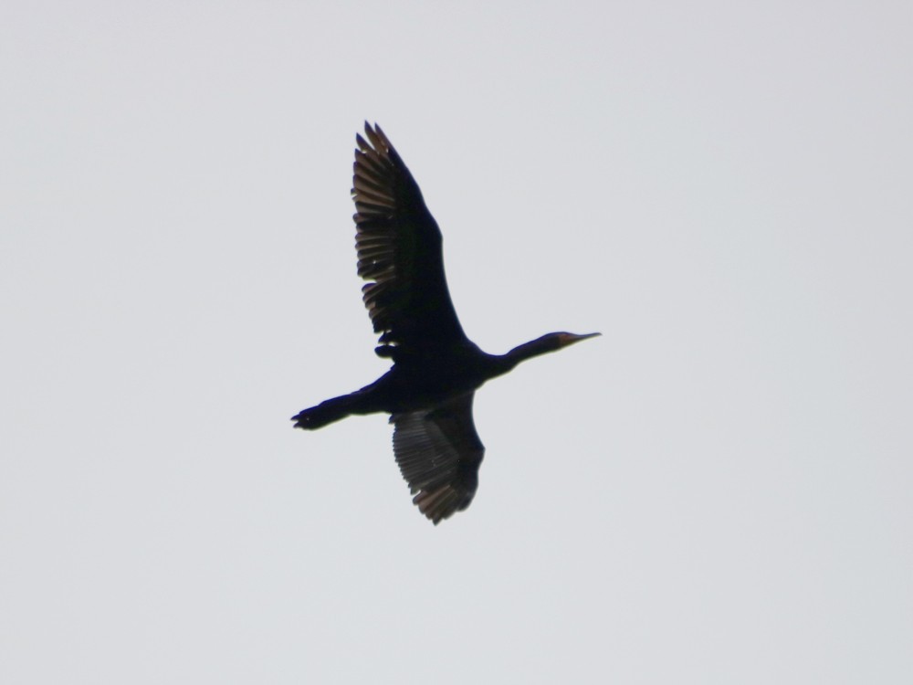 Double-crested Cormorant - ML63377301