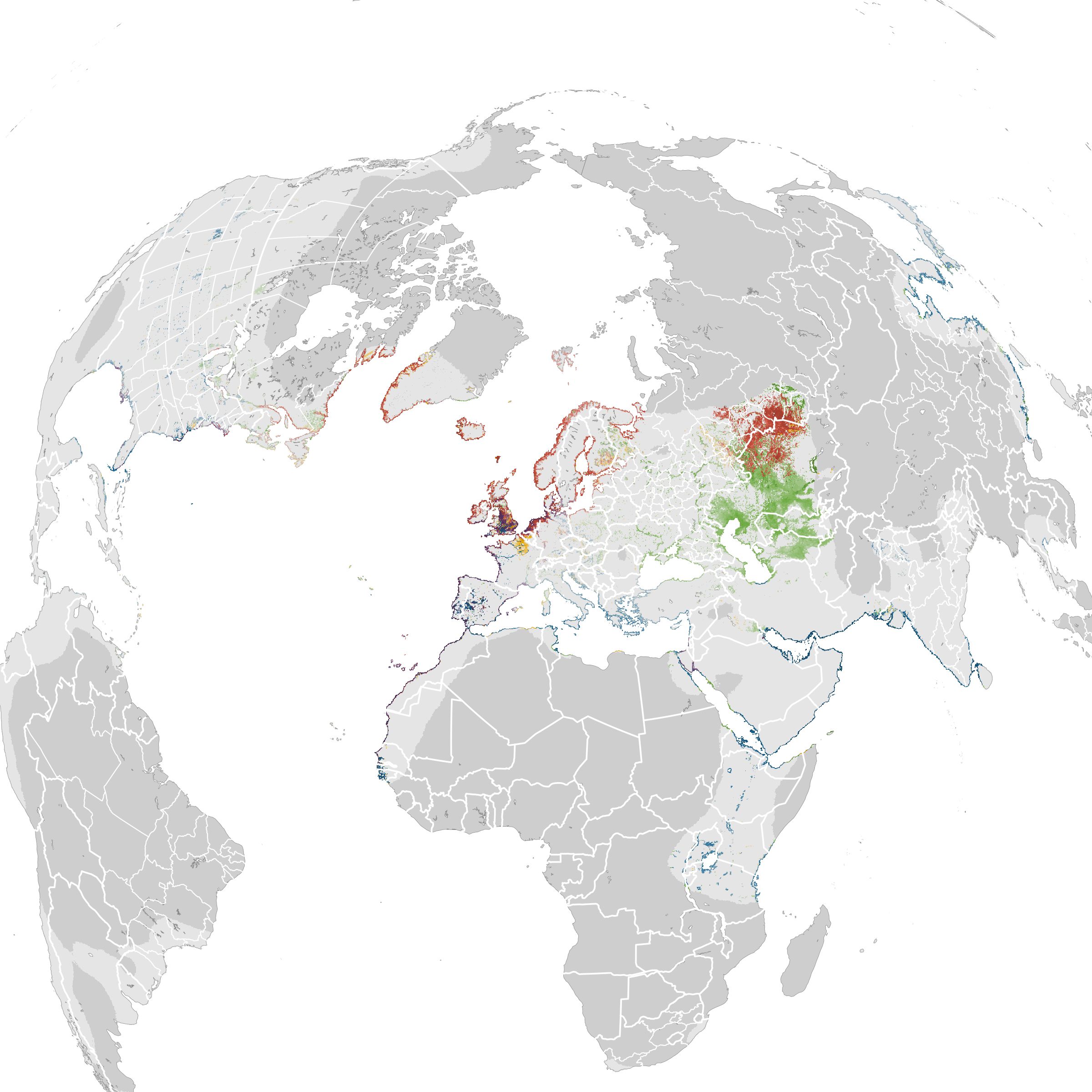 Lesser Black Backed Gull Migration Route