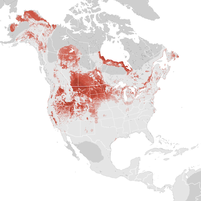 Abundance Map