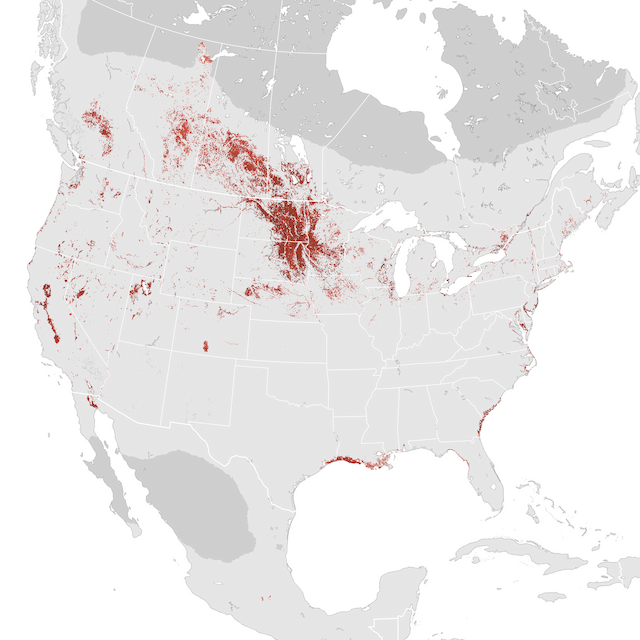 Abundance Map