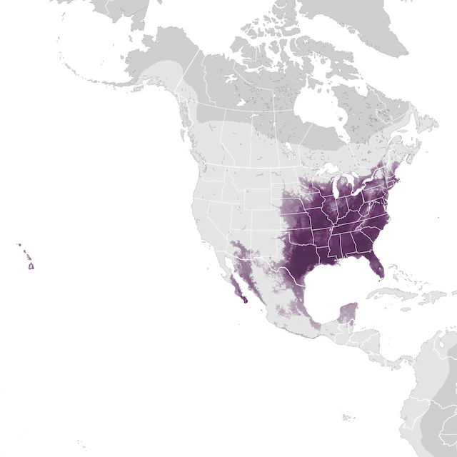 Abundance Map