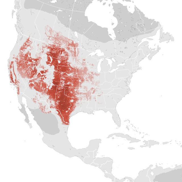 Abundance Map