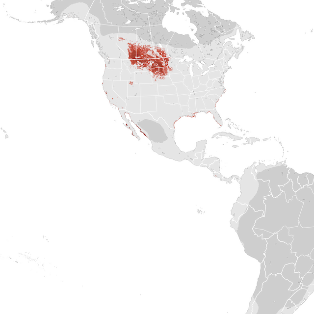 Abundance Map