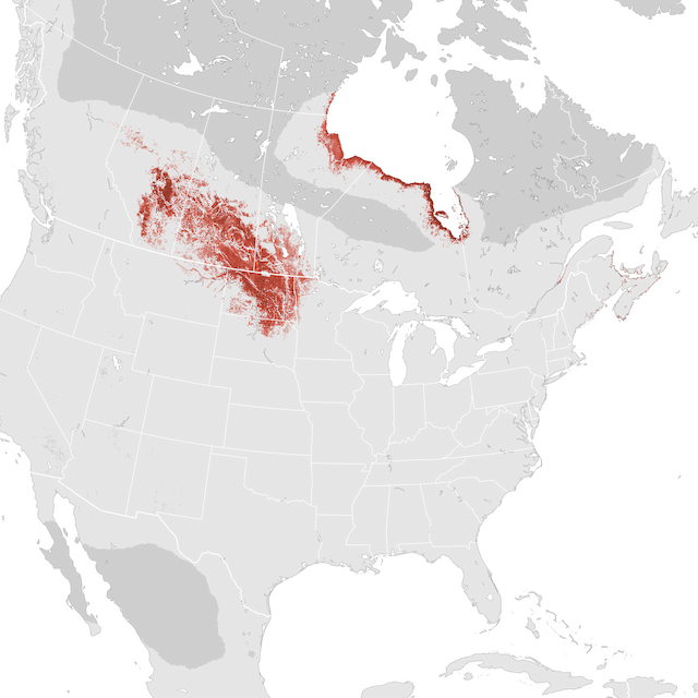 Abundance Map