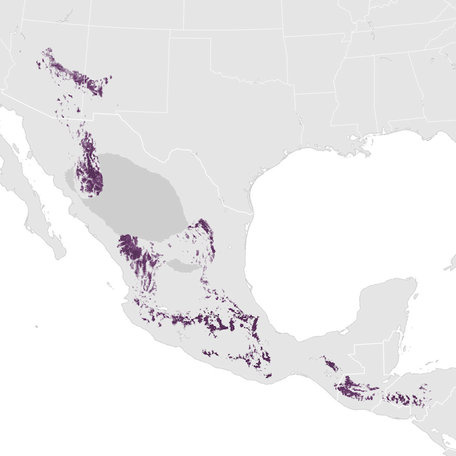Abundance Map
