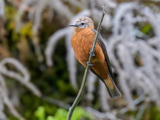 Cliff Flycatcher - Hirundinea ferruginea - Birds of the World