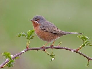 Western Subalpine Warbler - Curruca iberiae - Birds of the World