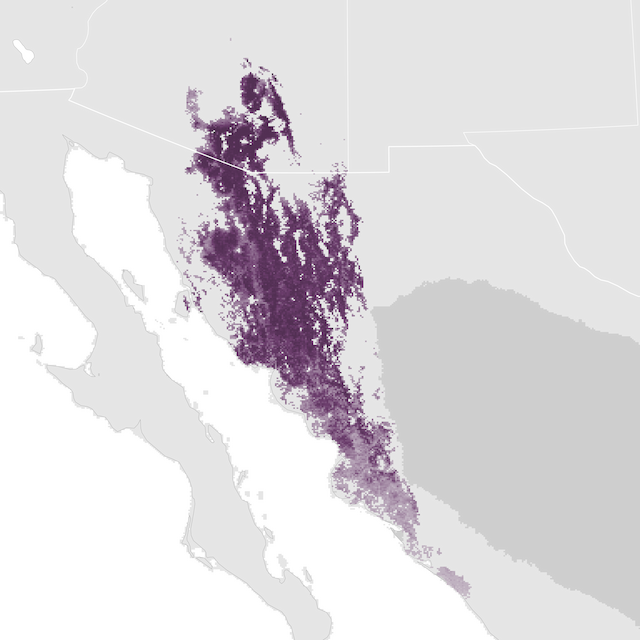 Abundance Map
