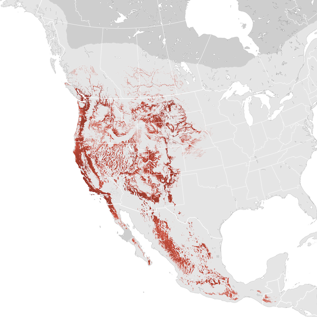 Abundance Map