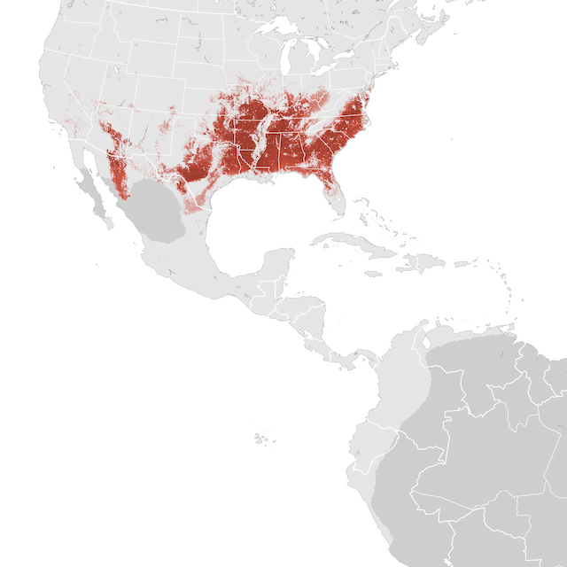 Abundance Map