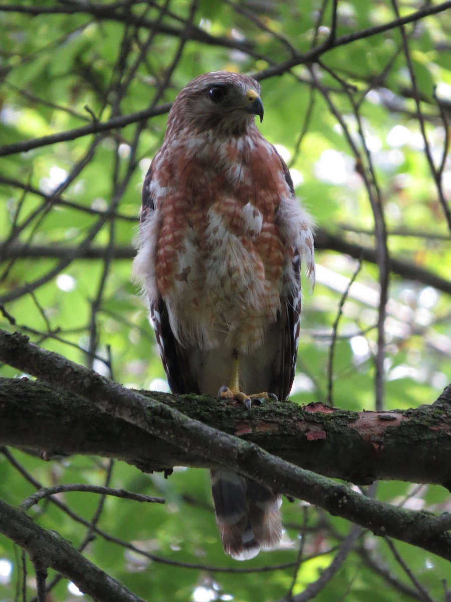 Red-shouldered Hawk - ML63380011