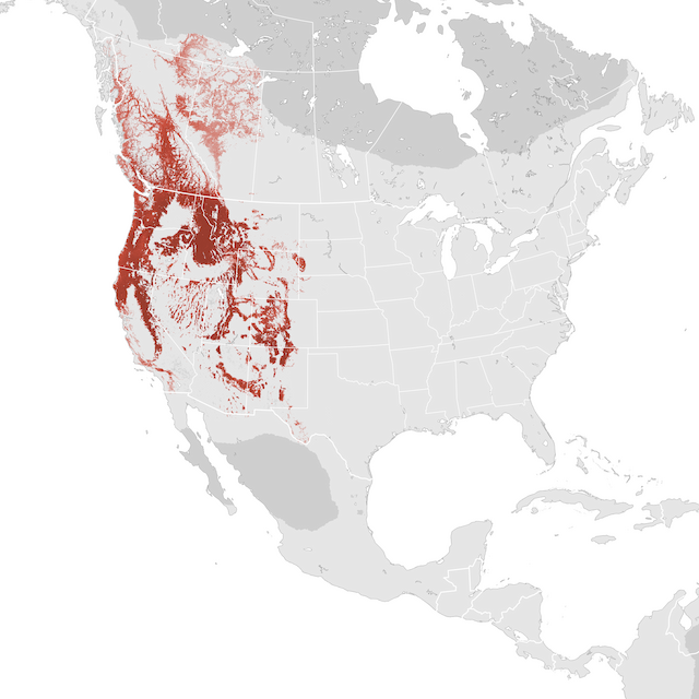 Abundance Map