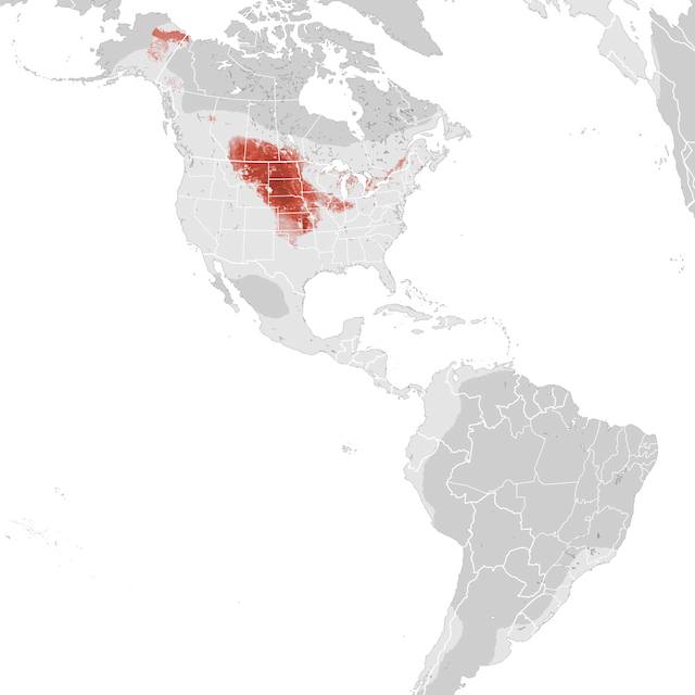 Abundance Map