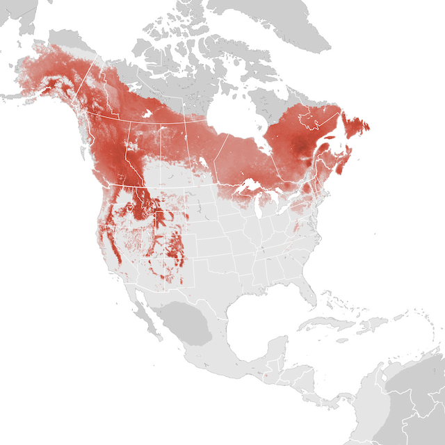 Abundance Map