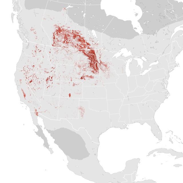 Abundance Map