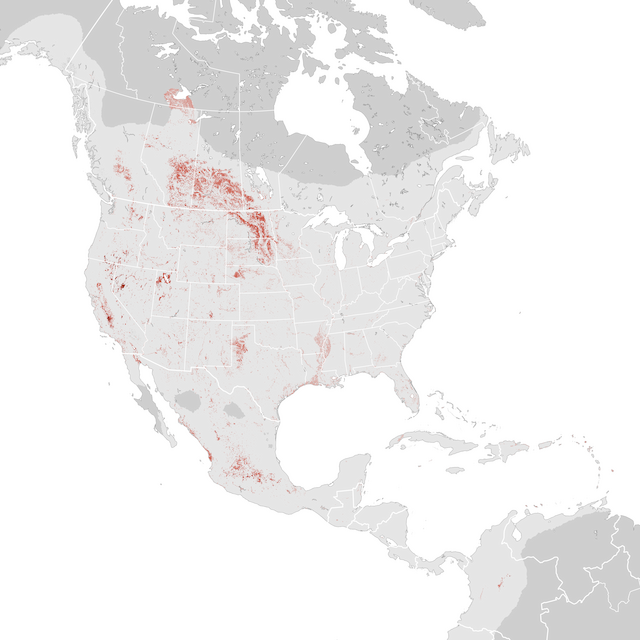 Abundance Map
