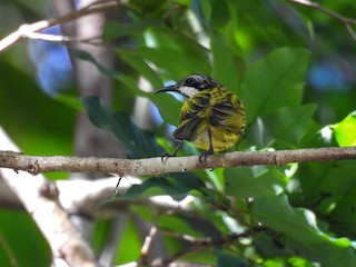  - Black-chested Honeyeater