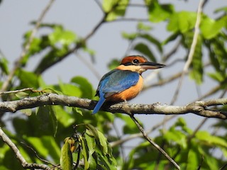  - Cinnamon-banded Kingfisher