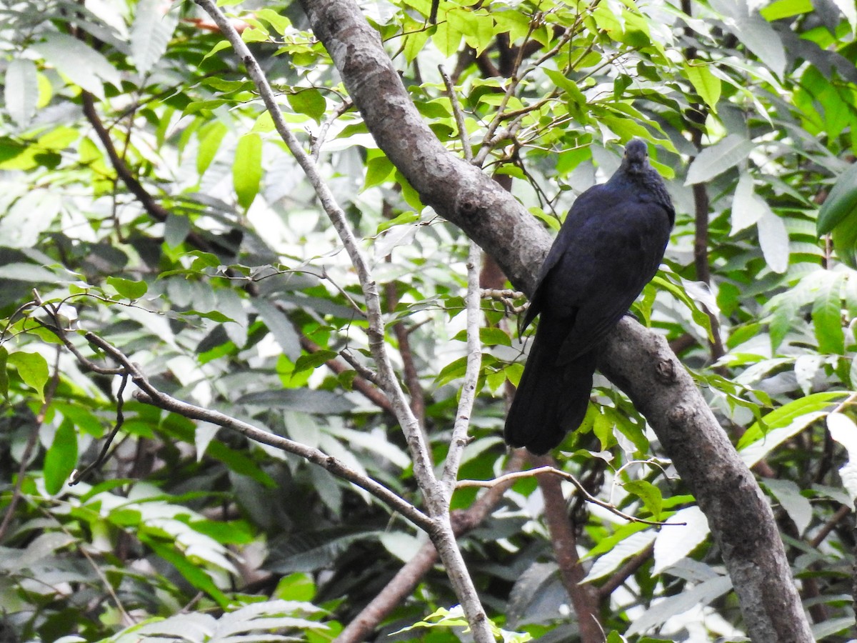 holub timorský - ML63381961