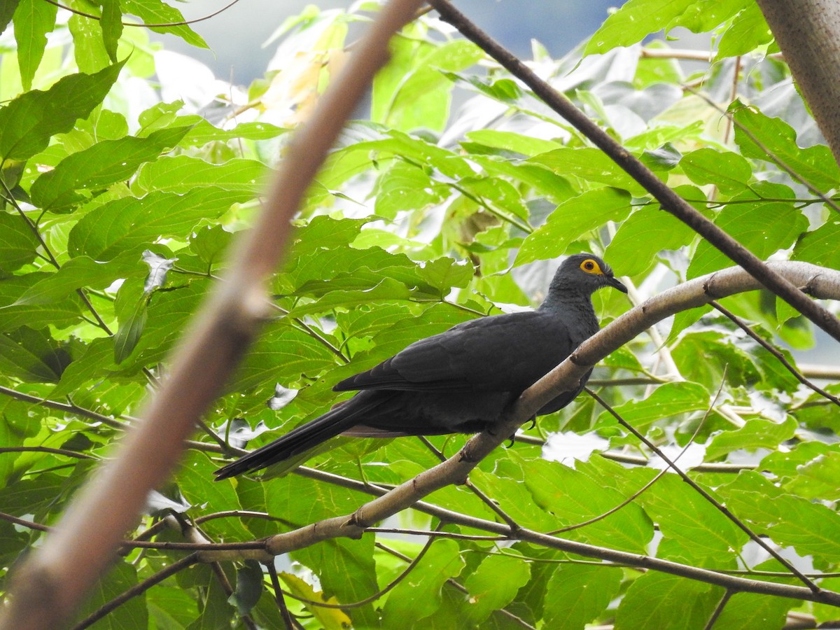 holub timorský - ML63381971