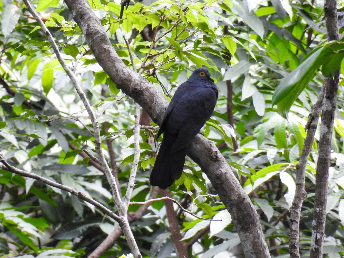 holub timorský - ML63381981
