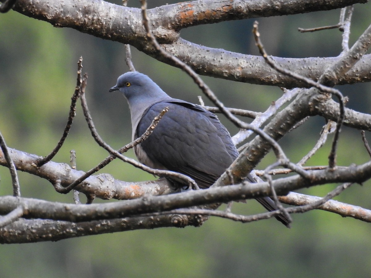 Timor Imperial-Pigeon - ML63382061