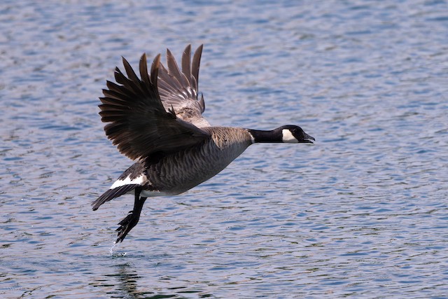 Cackling Goose