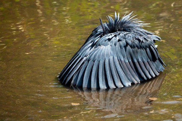 Black Heron ML633868337