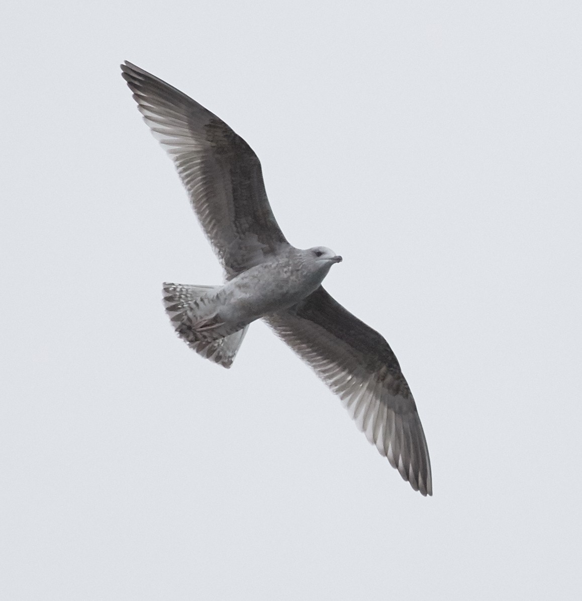 Herring Gull (European) - ML63388941