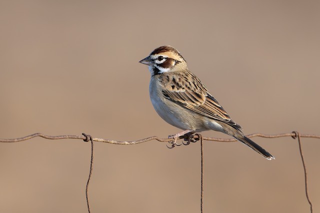 Lark Sparrow