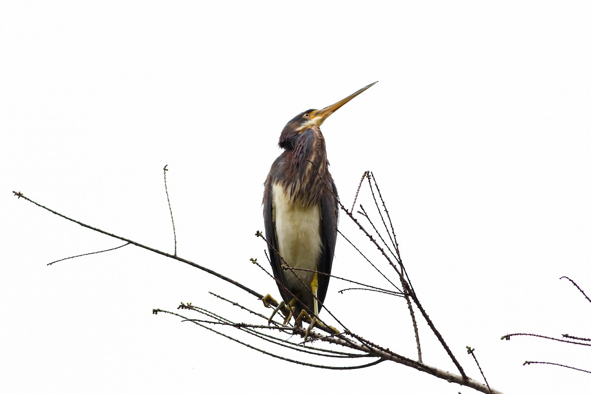 Tricolored Heron - Tommy Quarles