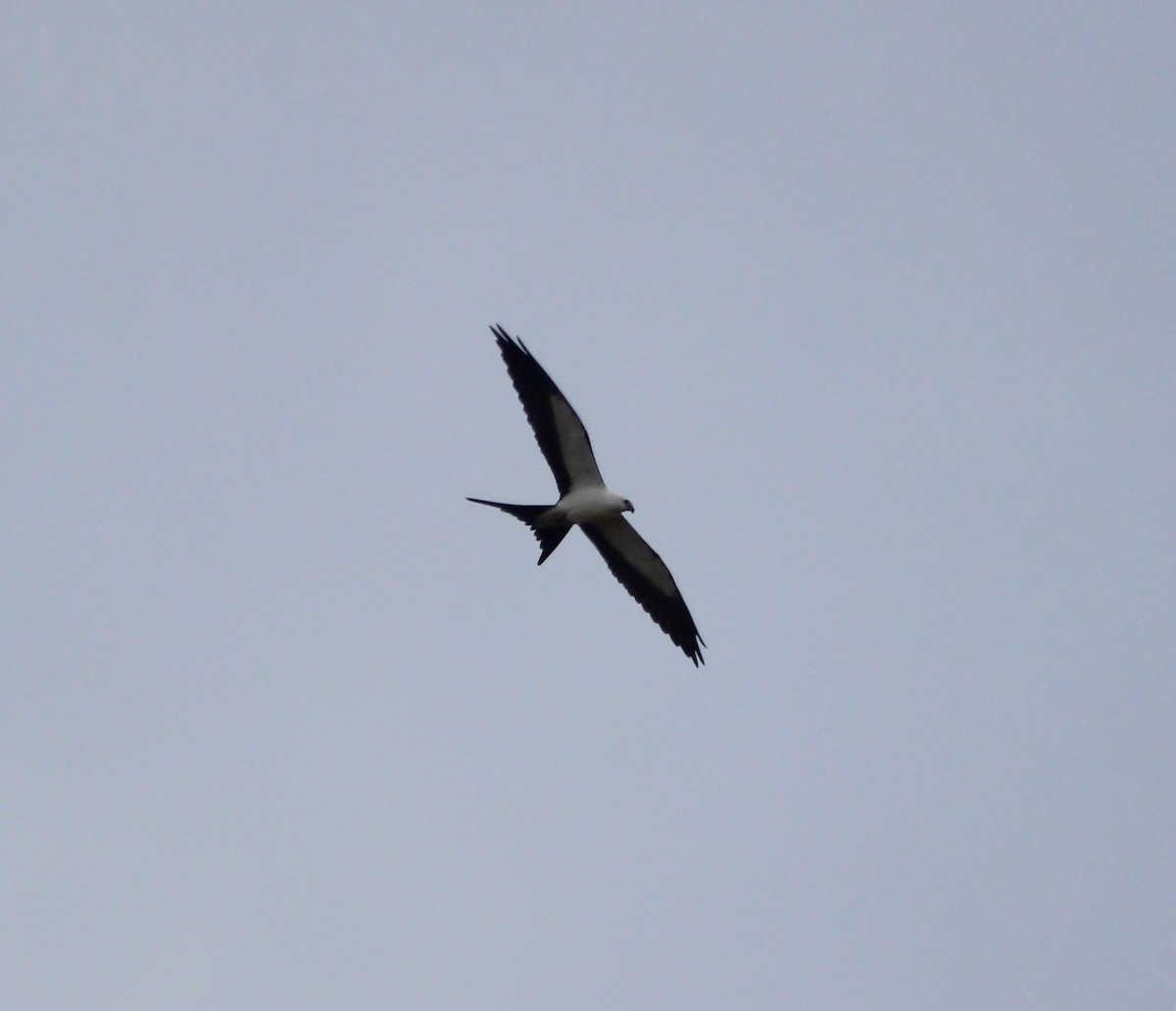 Swallow-tailed Kite - Christian Fernandez