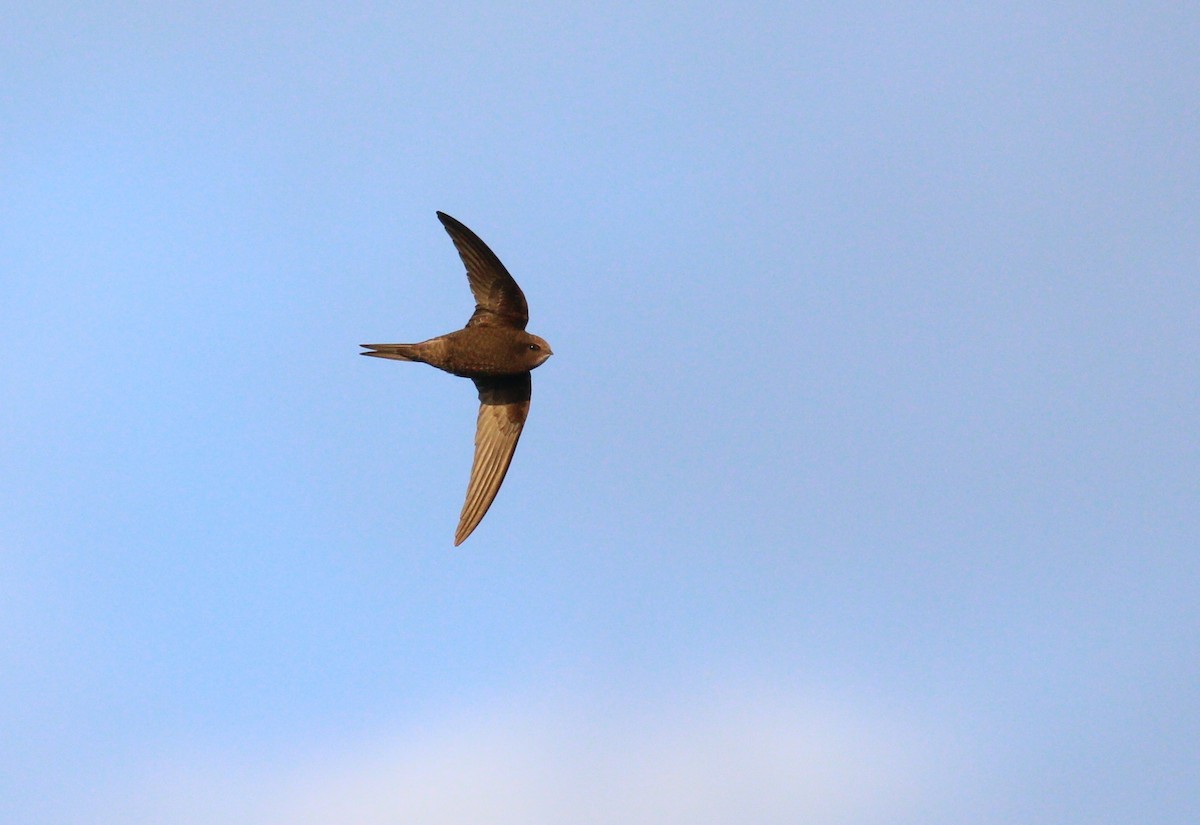 Common Swift - Nathan Pieplow