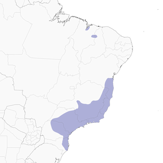 Distribution of the Crescent-chested Puffbird - Range Map