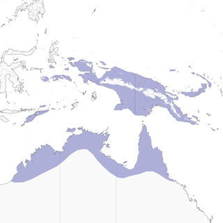 Distribution of the Northern Fantail - Range Map