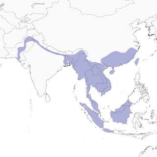 Distribution of the Yellow-bellied Prinia - Range Map
