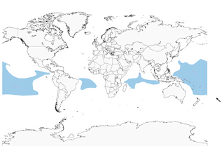 Distribution of the White Tern - Range Map
