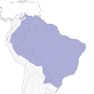 Distribution of the Black-tailed Tityra - Range Map
