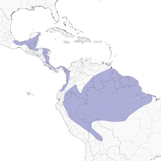 Distribution of the Tawny-crowned Greenlet - Range Map