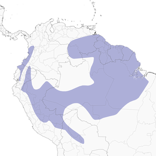 Distribution of the Slaty-capped Shrike-Vireo - Range Map