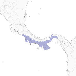 Distribution of the Isthmian Wren - Range Map